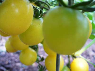 Plow Maker Farms: White Cherry Tomatoes
